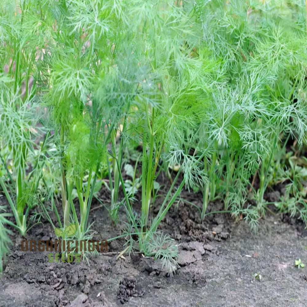 Dill (Soya) Planting Seeds A Complete Guide To And Gardening With Herb