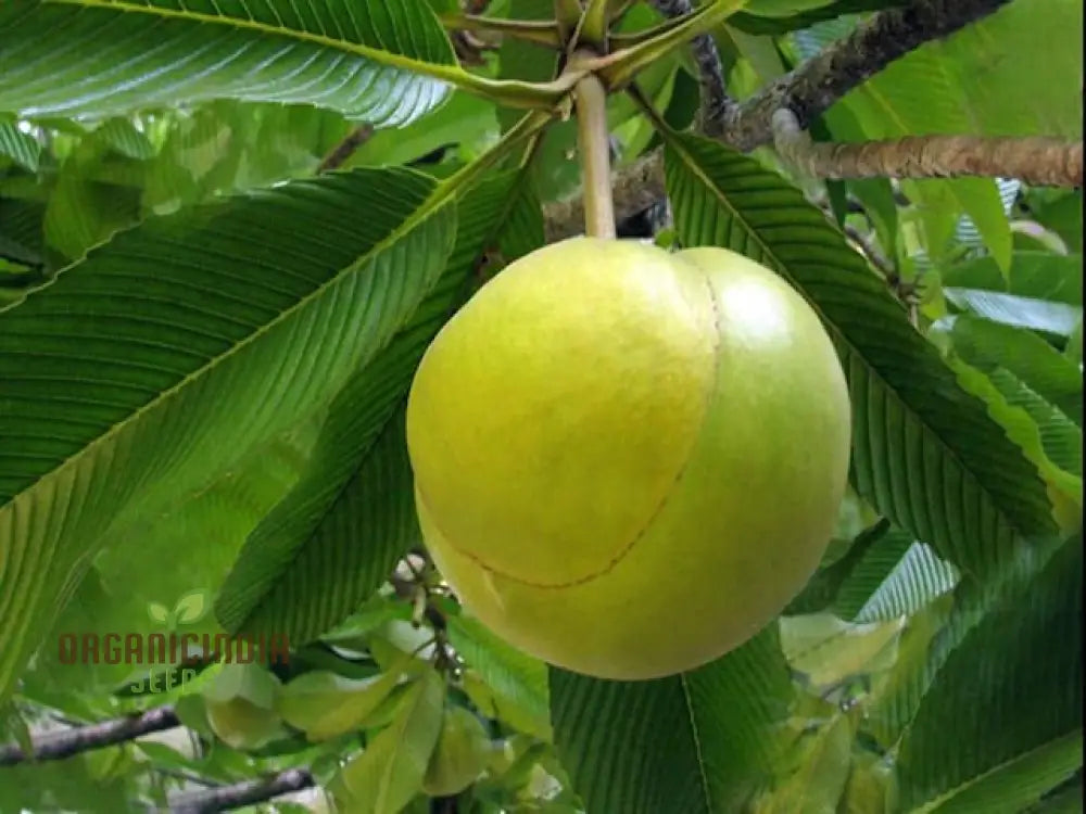 Dillenia Indica Fruit Seeds For Planting Cultivating Unique And Exotic Fruits In Your Garden