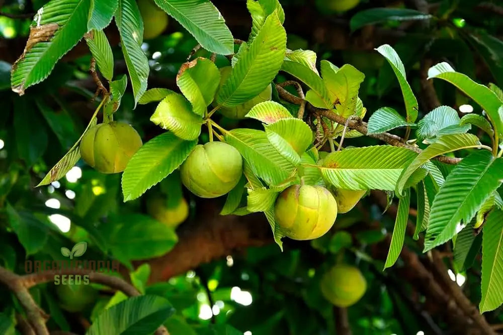 Dillenia Indica Fruit Seeds For Planting Cultivating Unique And Exotic Fruits In Your Garden