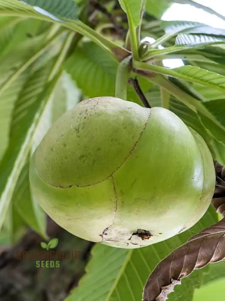 Dillenia Indica Fruit Seeds For Planting Cultivating Unique And Exotic Fruits In Your Garden