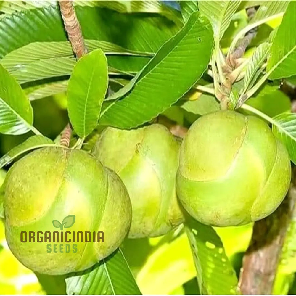 Dillenia Indica Fruit Seeds For Planting Cultivating Unique And Exotic Fruits In Your Garden