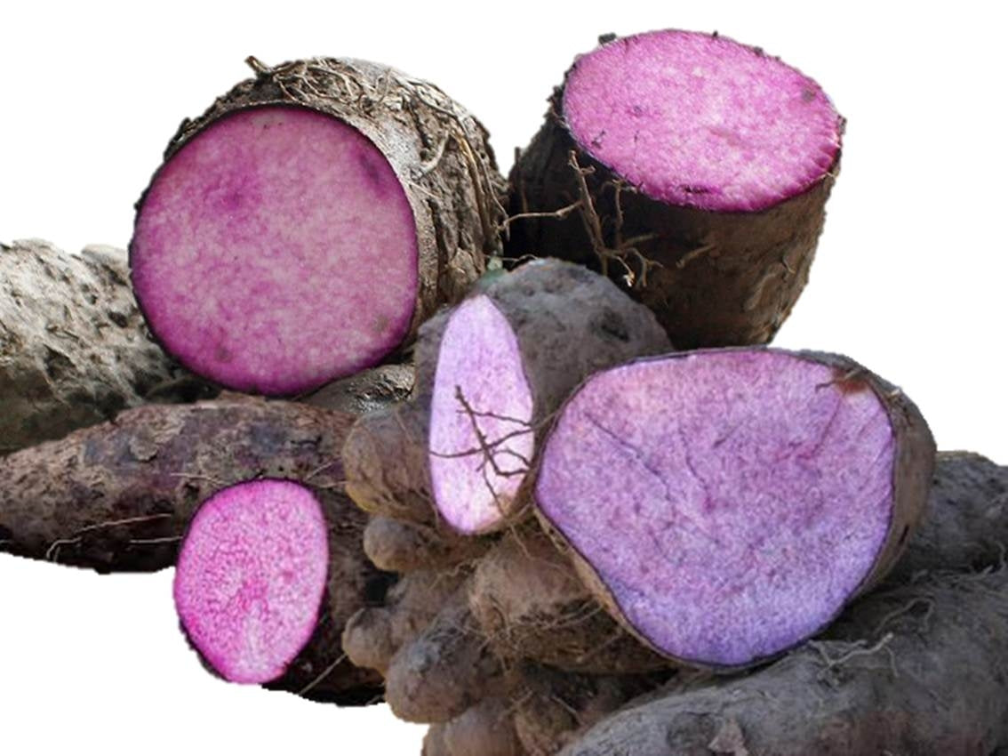 Premium Dioscorea Alata Seeds For Planting - Grow Exquisite Purple Yam in Your Garden