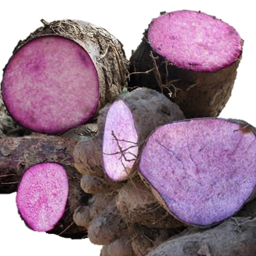 Premium Dioscorea Alata Seeds For Planting - Grow Exquisite Purple Yam in Your Garden