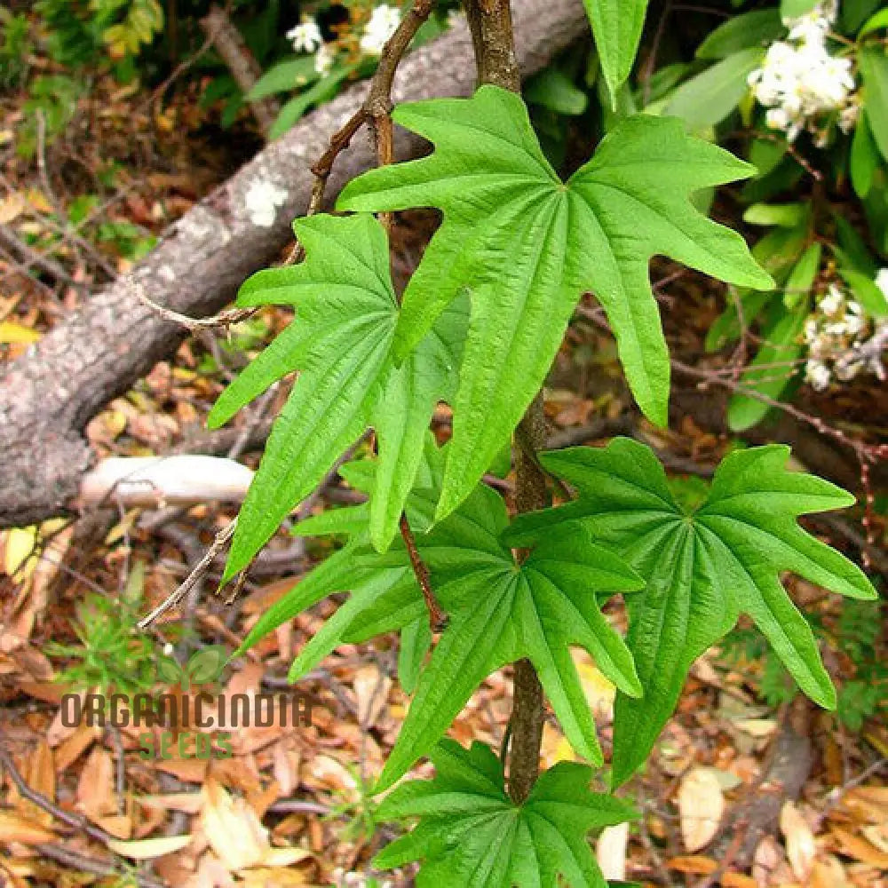 Dioscorea Brachy Botrya Planting Seeds Growing Unique And Hardy Plants In Your Garden