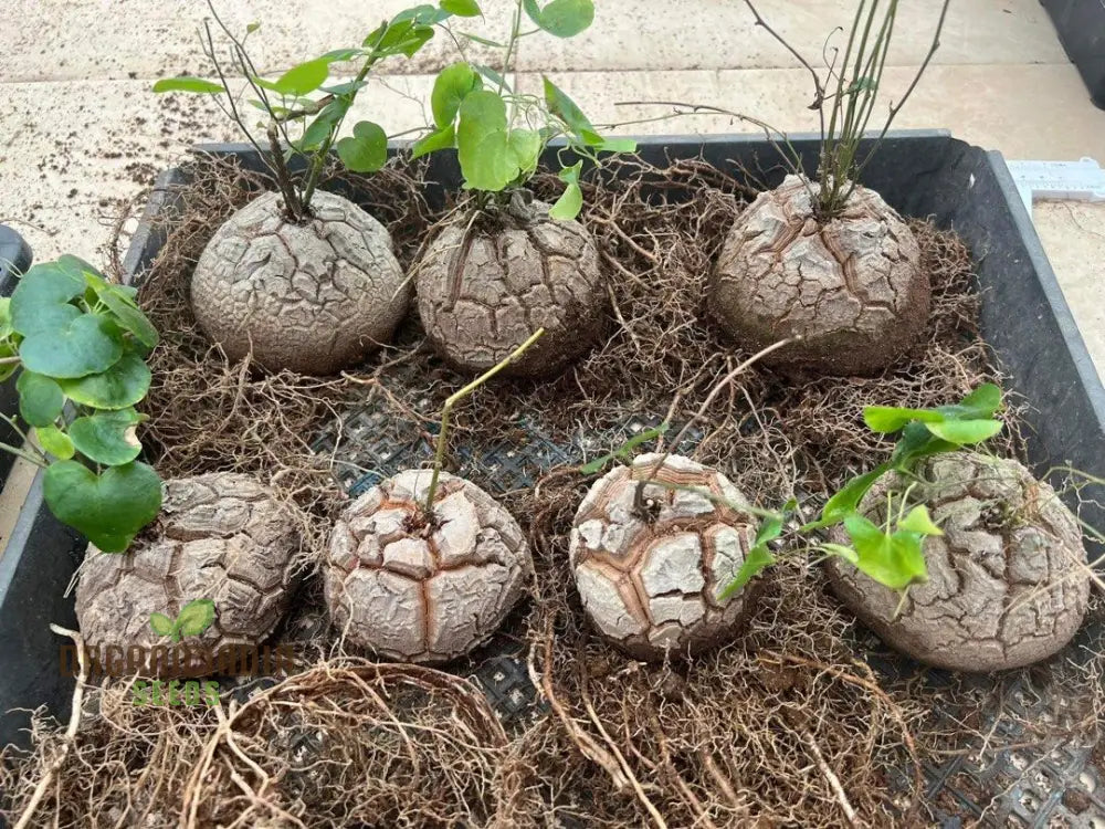 Dioscorea Elephantipes Seeds – Elevate Your Gardening Experience With Unique And Fascinating