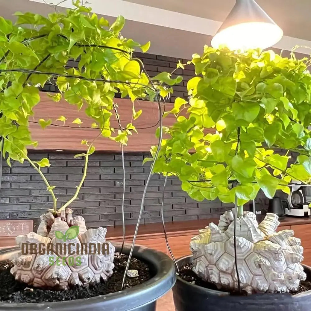 Dioscorea Elephantipes Seeds – Elevate Your Gardening Experience With Unique And Fascinating