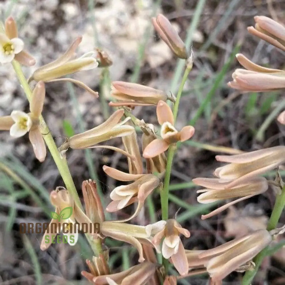 Dipcadi Serotinum Flower Seeds For Planting Embracing Wild Beauty In Your Garden