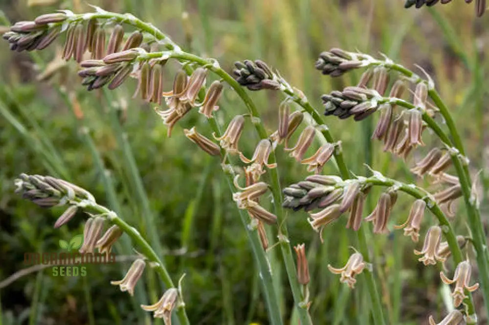 Dipcadi Serotinum Flower Seeds For Planting Embracing Wild Beauty In Your Garden