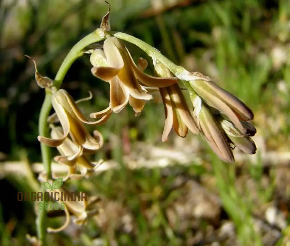 Dipcadi Serotinum Flower Seeds For Planting Embracing Wild Beauty In Your Garden