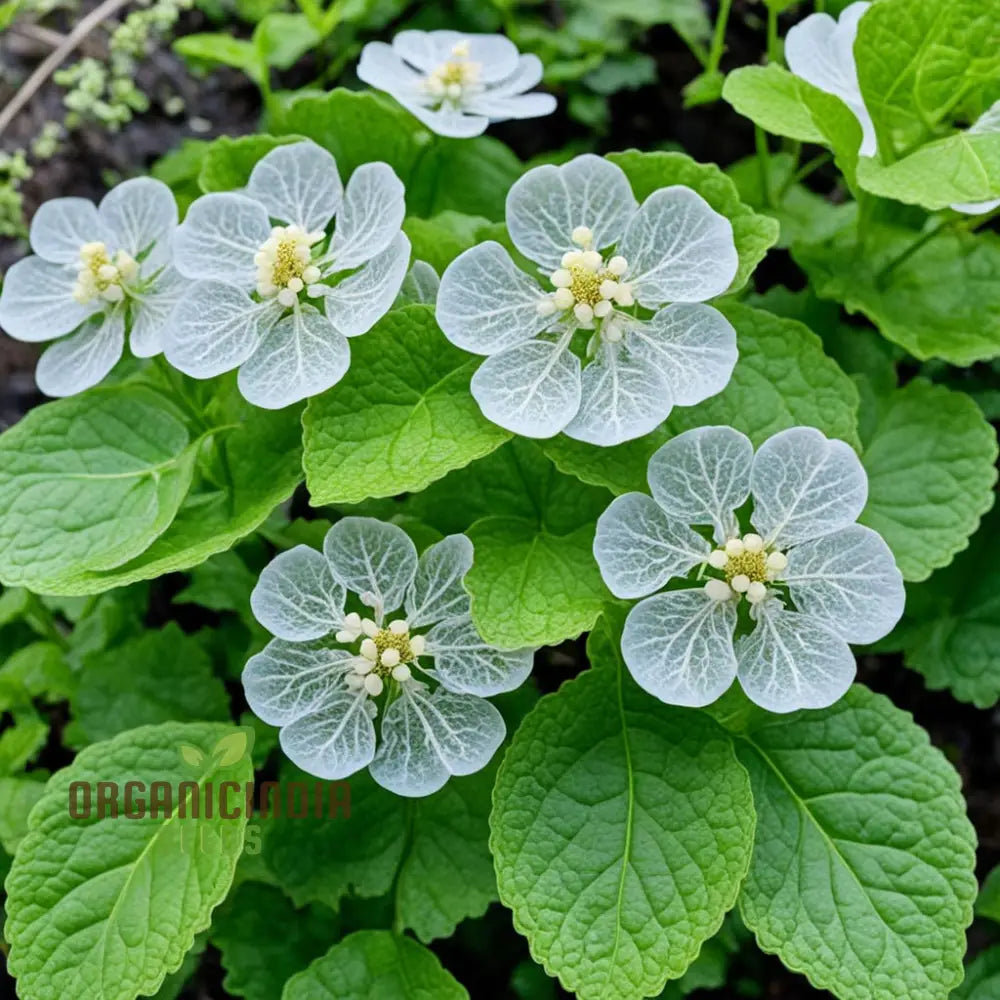 Diphylleia Grayi Seeds Transparent Skeleton Flower Perennials