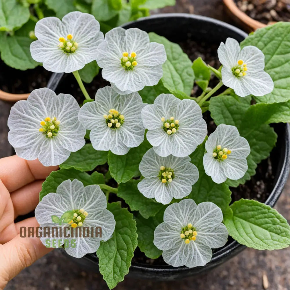 Diphylleia Grayi Seeds Transparent Skeleton Flower Perennials