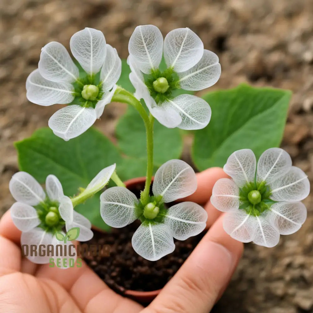 Diphylleia Grayi Seeds Transparent Skeleton Flower Perennials