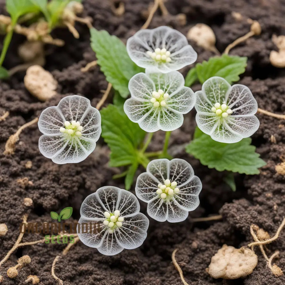 Diphylleia Grayi Seeds Transparent Skeleton Flower Perennials