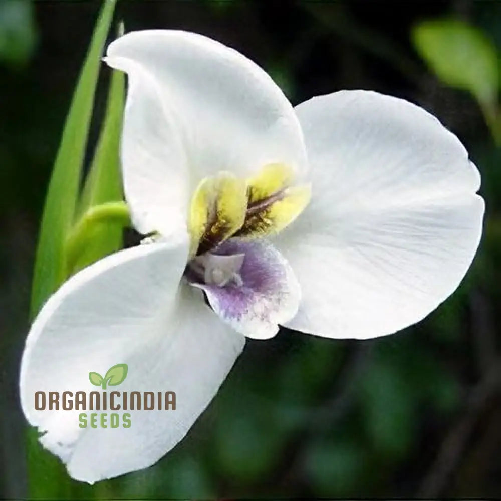 Diplarrhena Moraea Flower Seeds For Planting Cultivating Exquisite Blooms In Your Garden