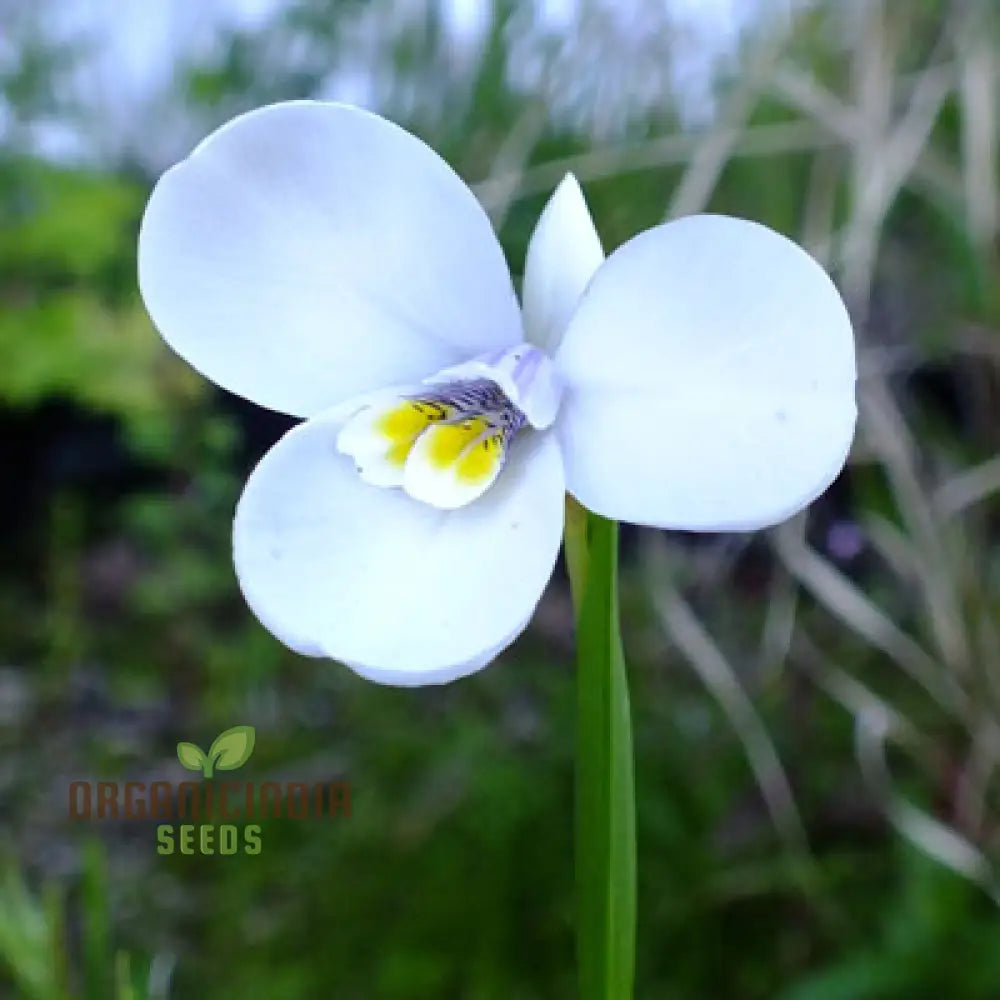 Diplarrhena Moraea Flower Seeds For Planting Cultivating Exquisite Blooms In Your Garden