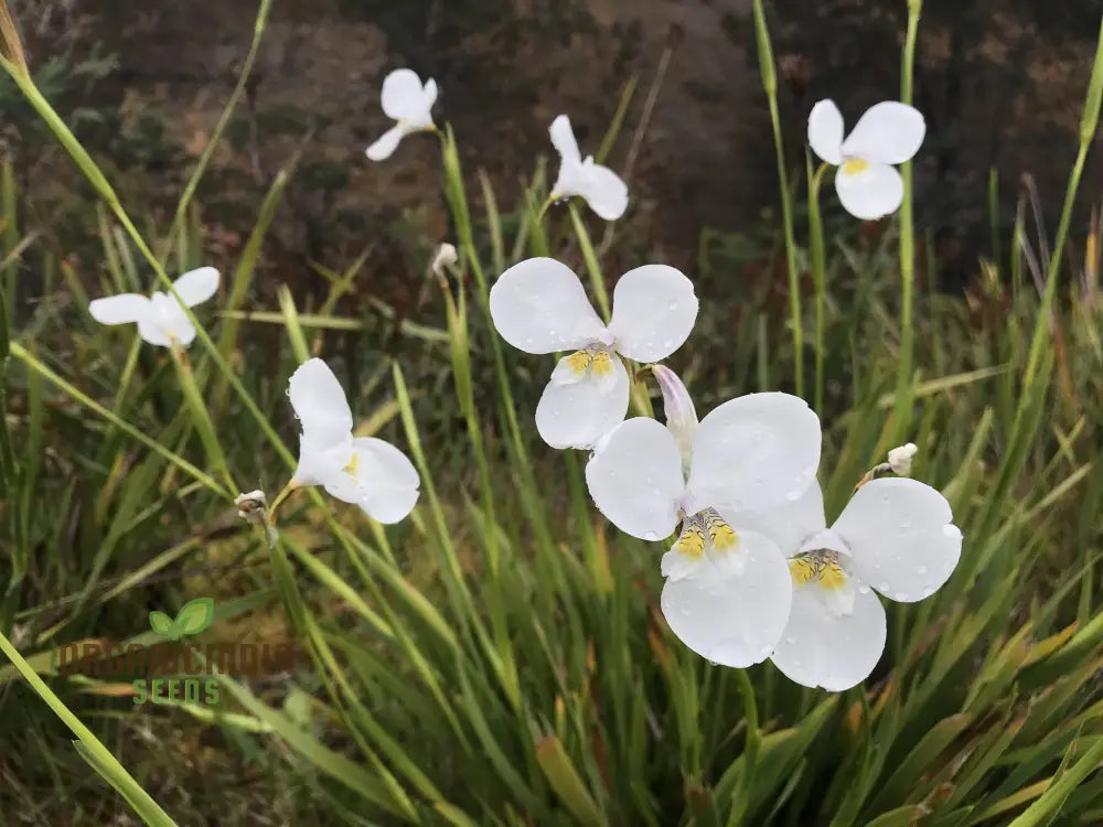 Diplarrhena Moraea Flower Seeds For Planting Cultivating Exquisite Blooms In Your Garden