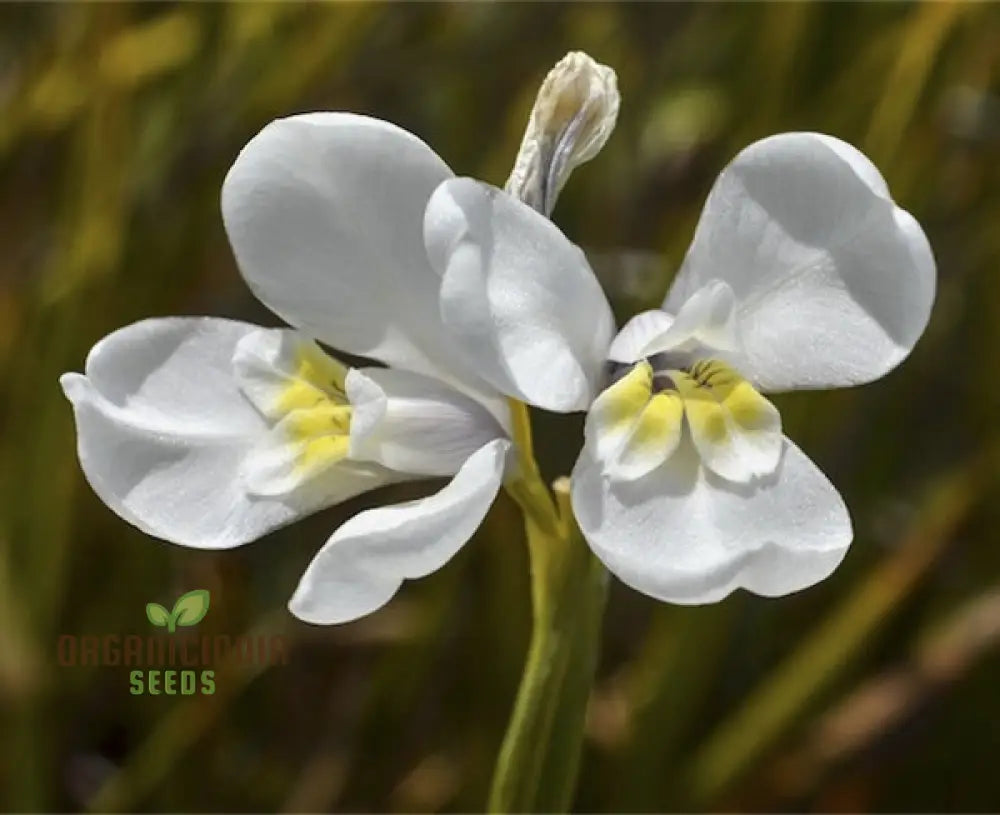 Diplarrhena Moraea Flower Seeds For Planting Cultivating Exquisite Blooms In Your Garden