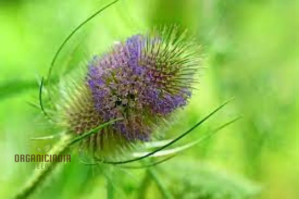 Dipsacus Fullonum (Teasel) Plants For Gardening - Robust Decorative And Wildlife-Friendly