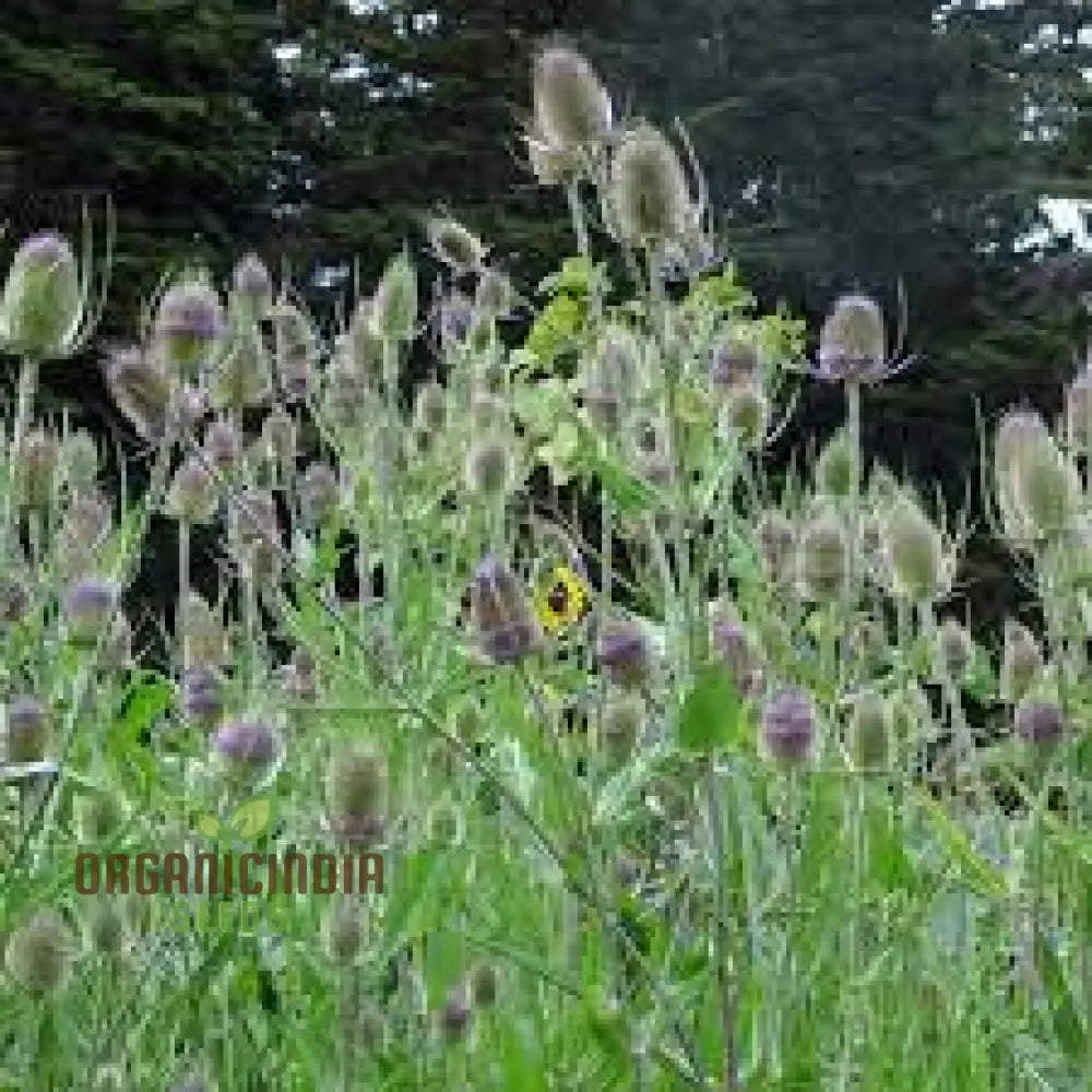 Dipsacus Fullonum (Teasel) Plants For Gardening - Robust Decorative And Wildlife-Friendly