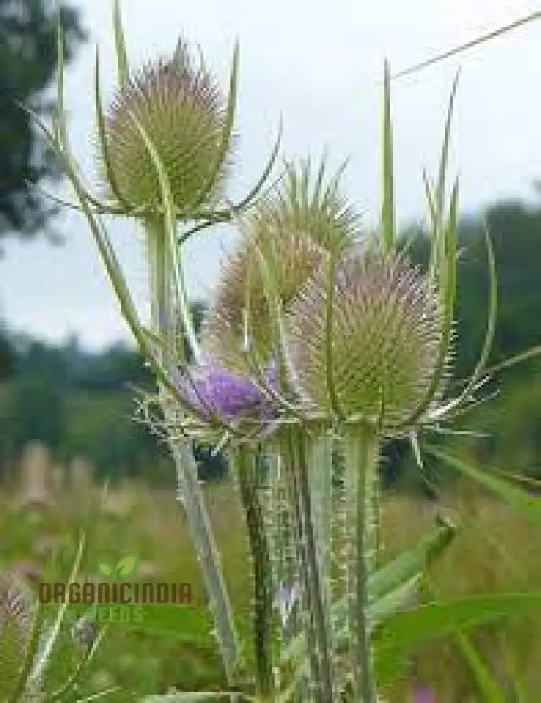 Dipsacus Fullonum (Teasel) Plants For Gardening - Robust Decorative And Wildlife-Friendly