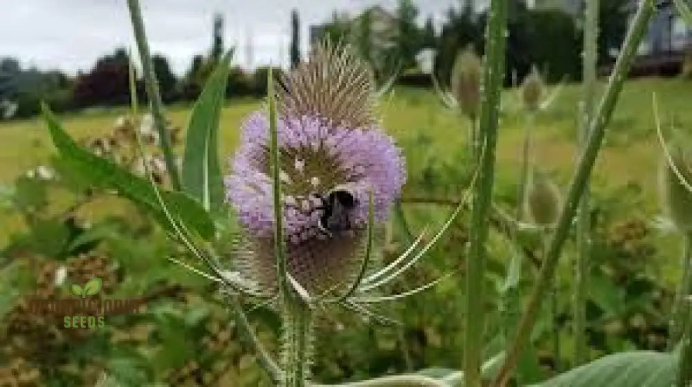 Dipsacus Fullonum (Teasel) Plants For Gardening - Robust Decorative And Wildlife-Friendly