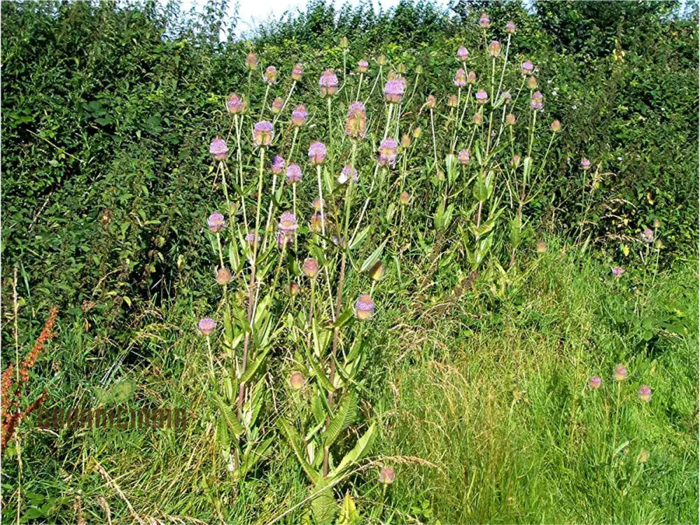 Dipsacus Fullonum (Teasel) Plants For Gardening - Robust Decorative And Wildlife-Friendly