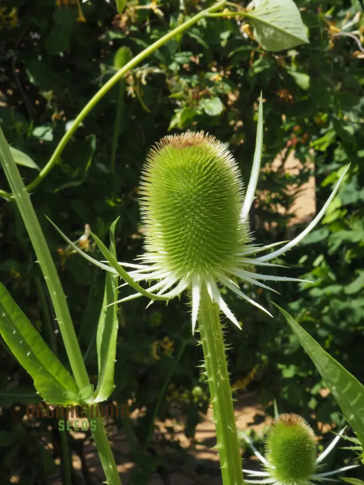 Dipsacus Sativus Flower Seeds For Planting Cultivating Nature’s Architectural Marvel