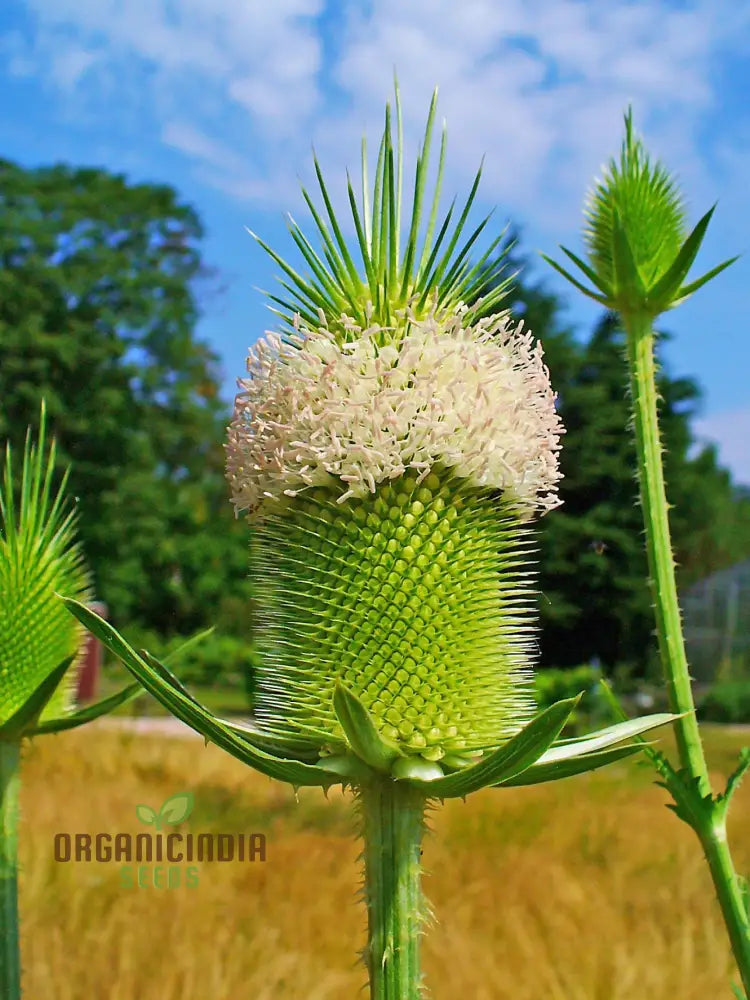 Dipsacus Sativus Flower Seeds For Planting Cultivating Nature’s Architectural Marvel