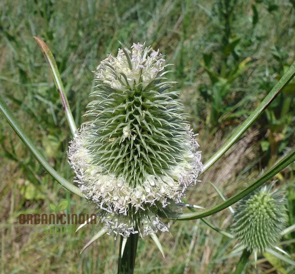 Dipsacus Sativus Flower Seeds For Planting Cultivating Nature’s Architectural Marvel