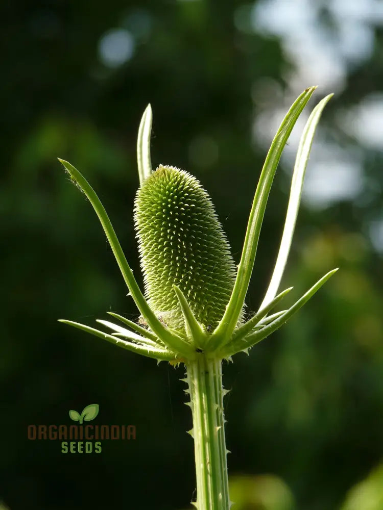 Dipsacus Sativus Flower Seeds For Planting Cultivating Nature’s Architectural Marvel