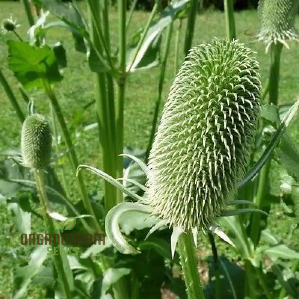 Dipsacus Sativus Flower Seeds For Planting Cultivating Nature’s Architectural Marvel