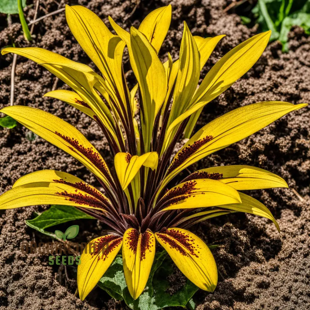 Discover Fresh Ligularia Flower Seeds: Add Colorful Brilliance To Your Garden Perennials