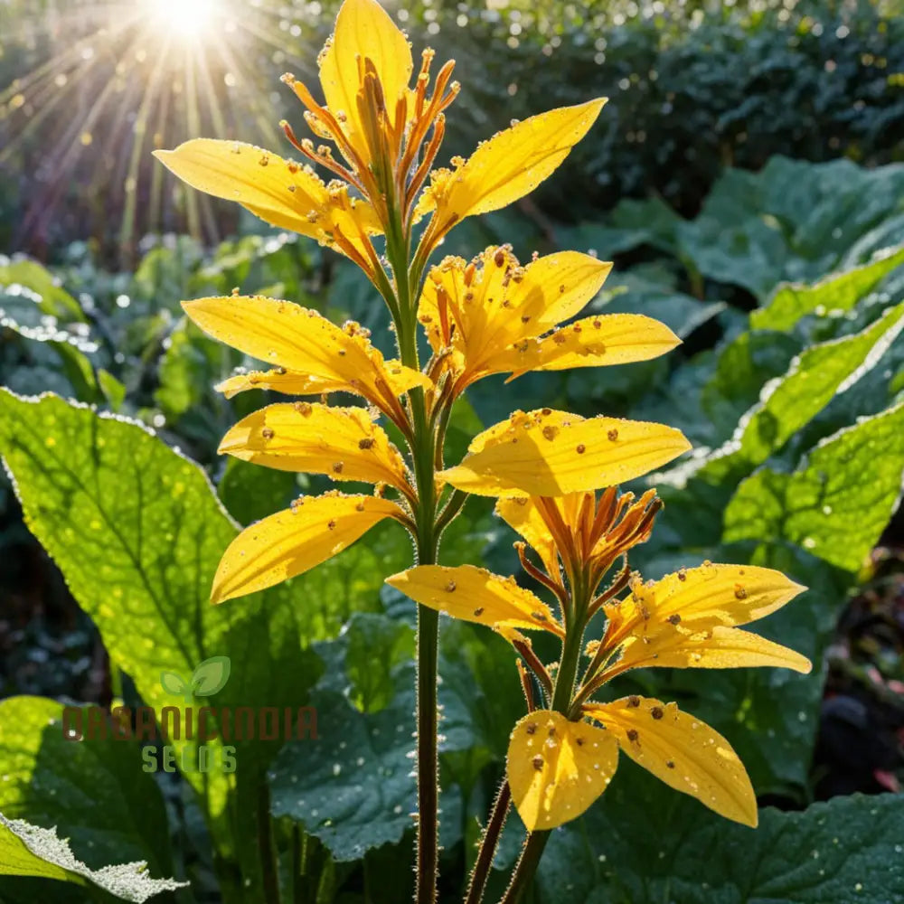 Discover Fresh Ligularia Flower Seeds: Add Colorful Brilliance To Your Garden Perennials