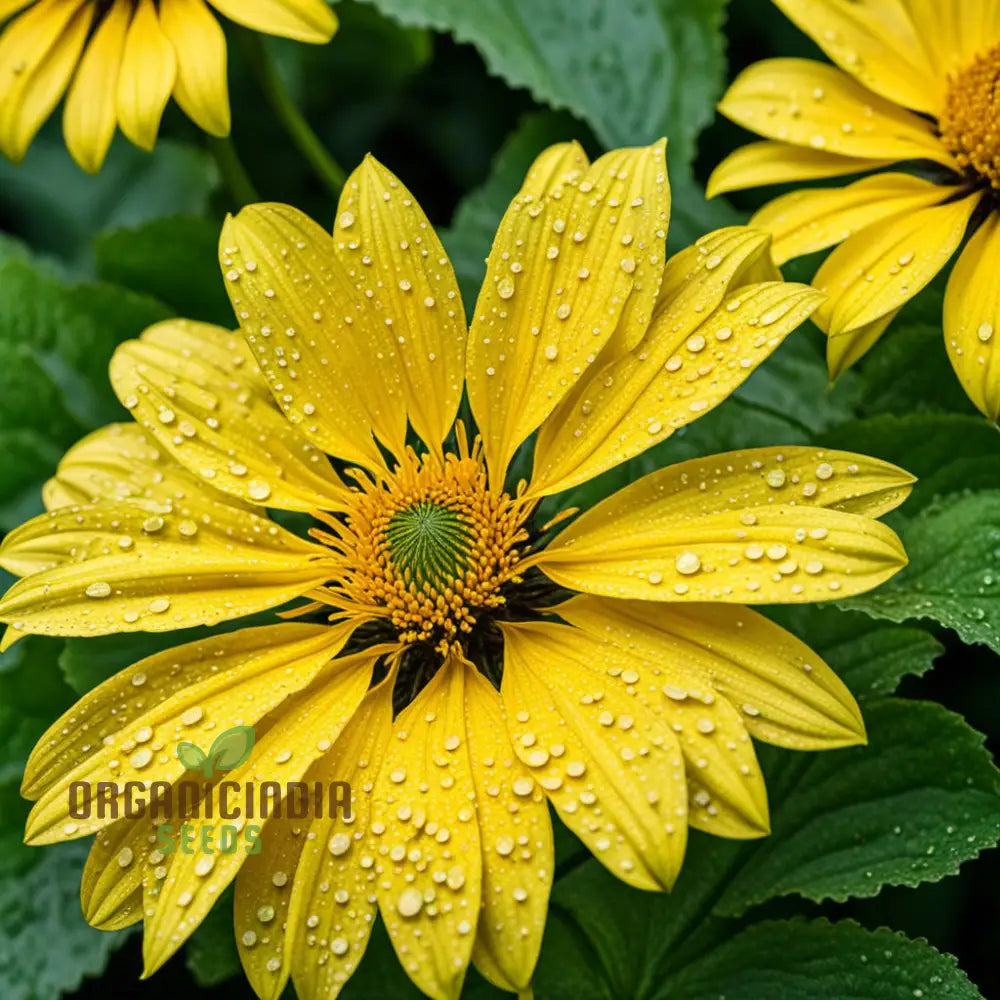 Discover Fresh Ligularia Flower Seeds: Add Colorful Brilliance To Your Garden Perennials