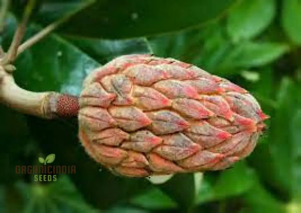 Discover The Elegance And Charm Of Magnolia Fruit Seeds Find High-Quality For Planting At Leading