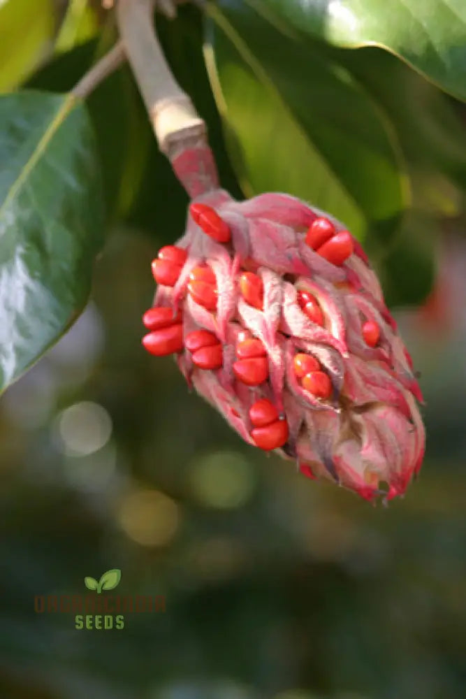 Discover The Elegance And Charm Of Magnolia Fruit Seeds Find High-Quality For Planting At Leading