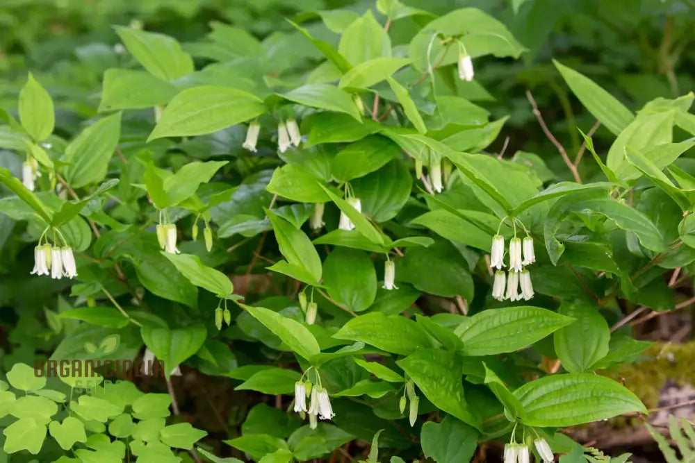 Disporum Smithii Flower Seeds For Planting Graceful Additions To Your Garden