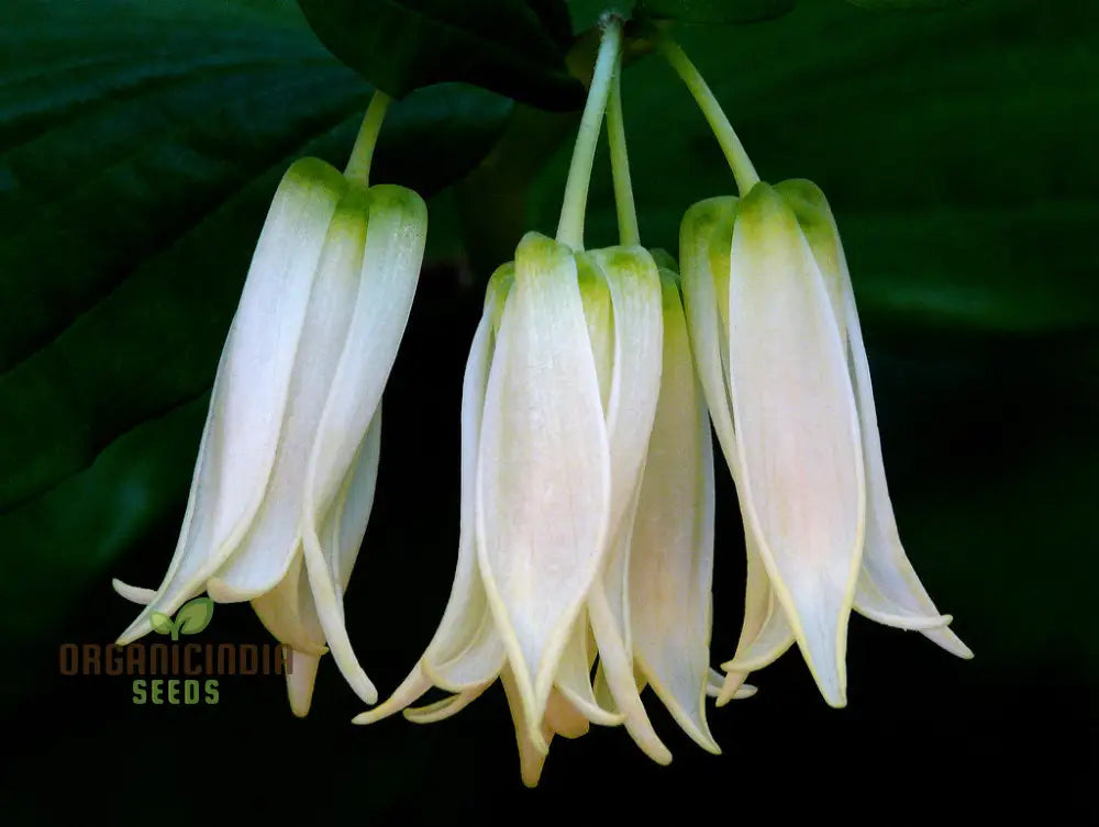 Disporum Smithii Flower Seeds For Planting Graceful Additions To Your Garden