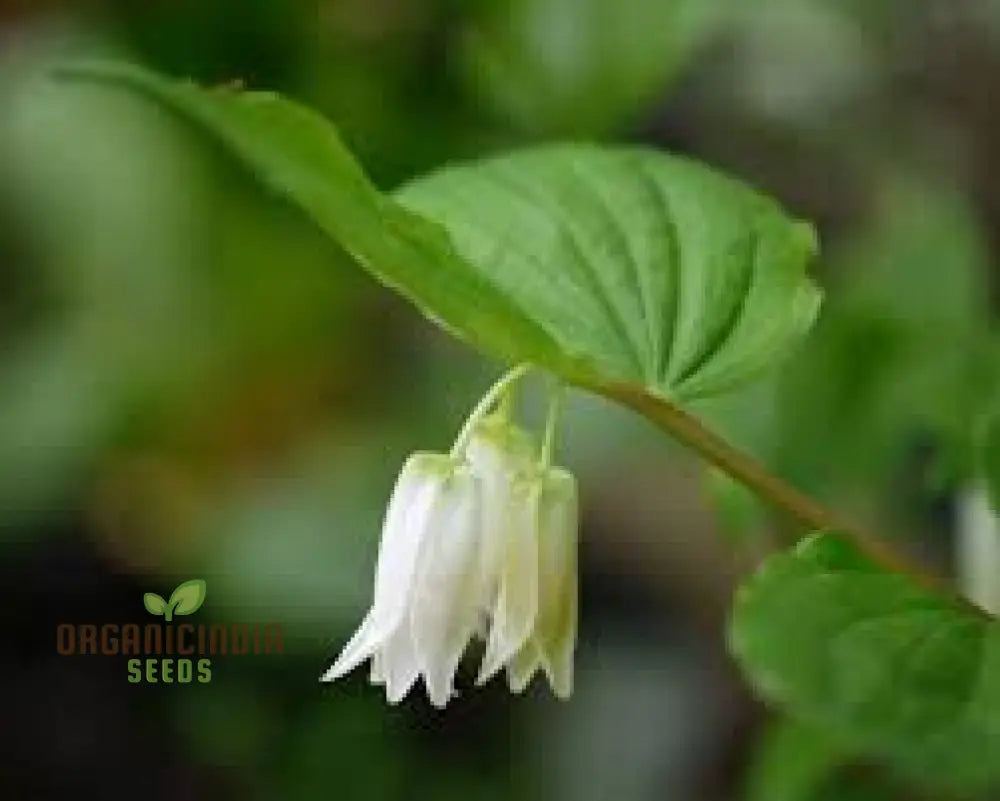 Disporum Smithii Flower Seeds For Planting Graceful Additions To Your Garden