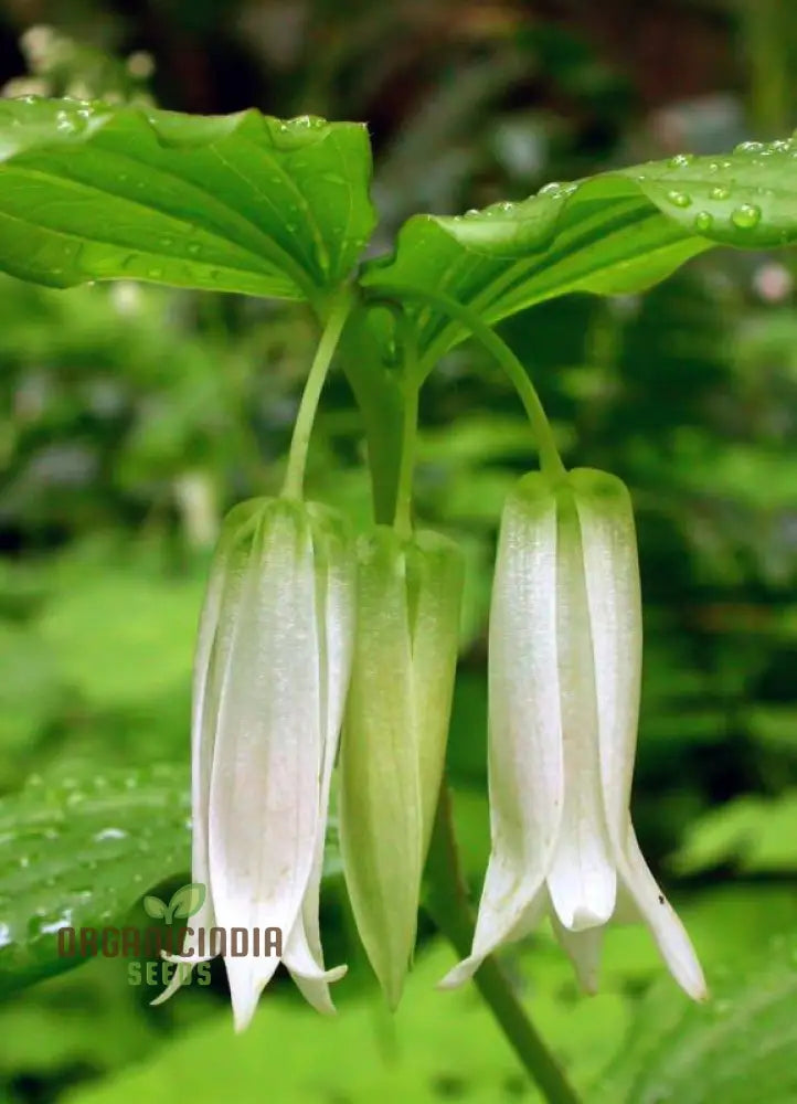 Disporum Smithii Flower Seeds For Planting Graceful Additions To Your Garden