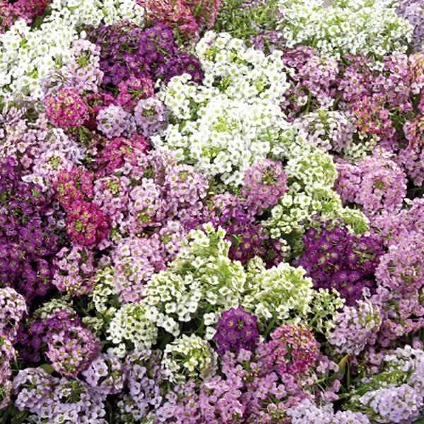 "Alyssum Wonderland Deep Rose Flower Seeds, Planting - 100 pcs" - Flower seeds