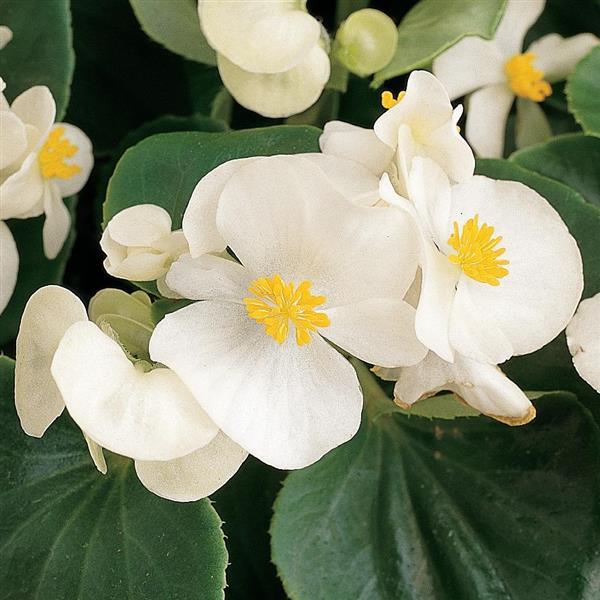 White Begonia Flower Seeds , Elegant Blooms, Shade-Loving, Non-GMO