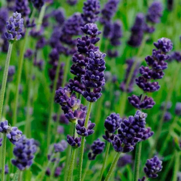 Violet Lavender Seeds – Classic Fragrant Blooms for Gardens & Aromatherapy