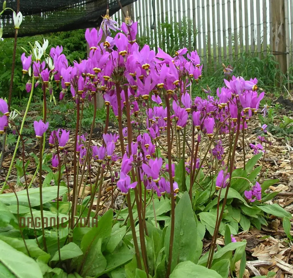 Dodecatheon Frigidum Flower Seeds Unique And Hardy Blooms To Enrich Your Garden