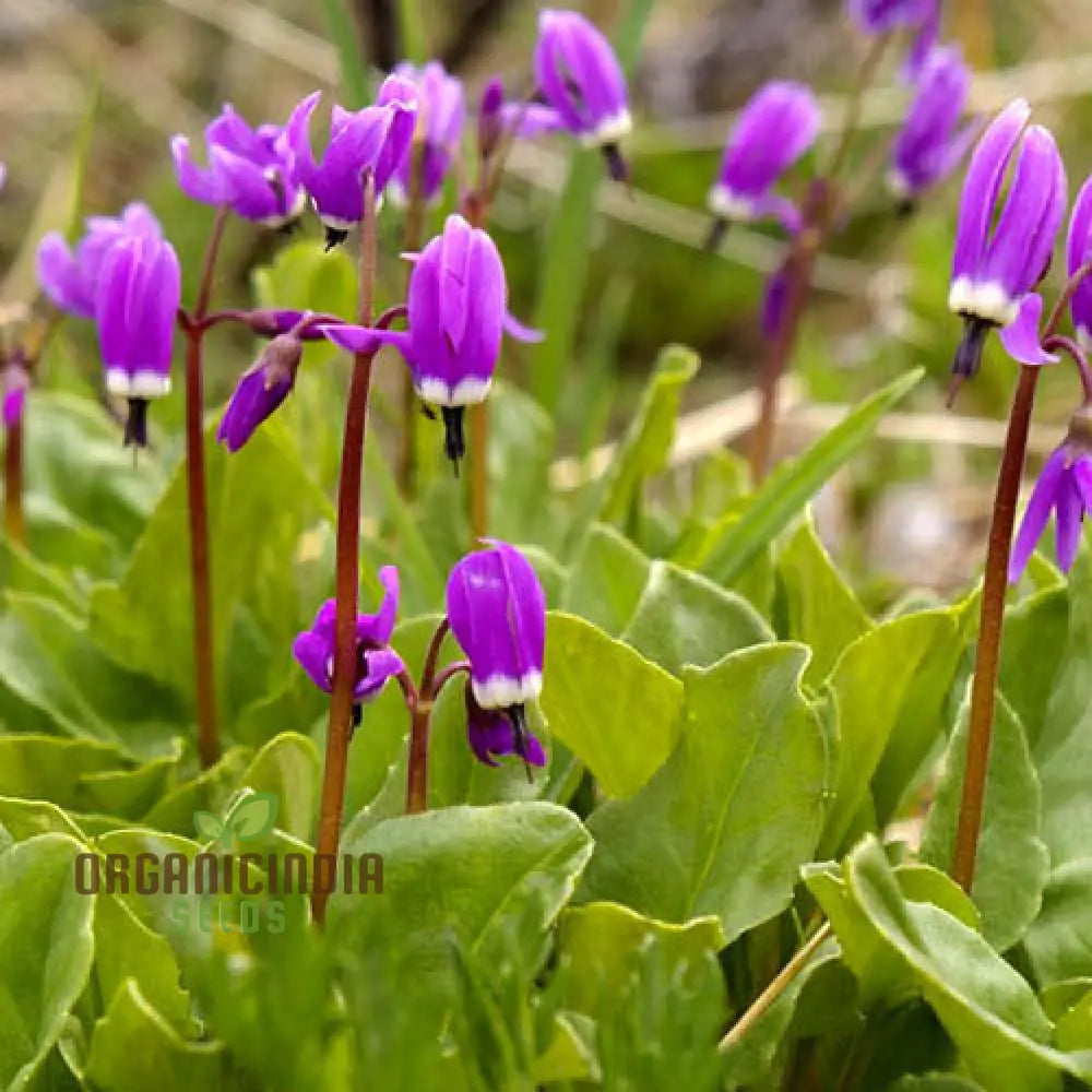 Dodecatheon Frigidum Flower Seeds Unique And Hardy Blooms To Enrich Your Garden