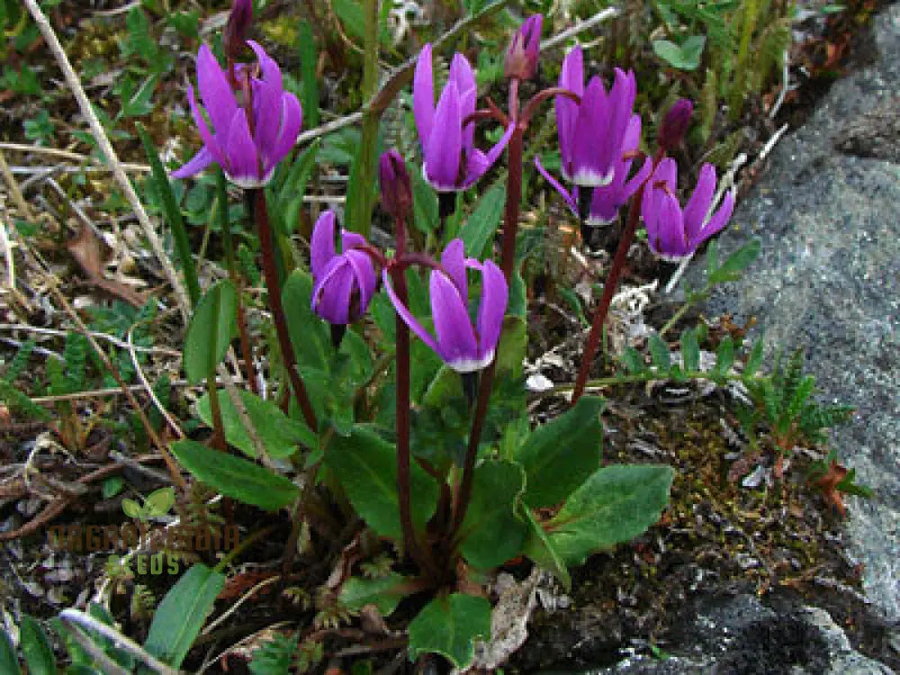 Dodecatheon Frigidum Flower Seeds Unique And Hardy Blooms To Enrich Your Garden