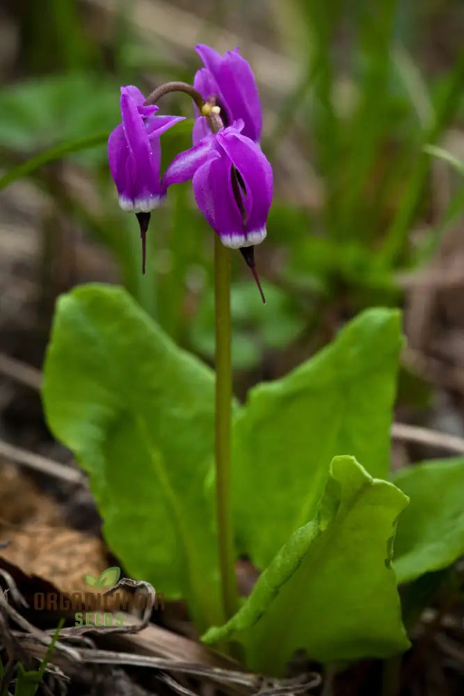 Dodecatheon Frigidum Flower Seeds Unique And Hardy Blooms To Enrich Your Garden