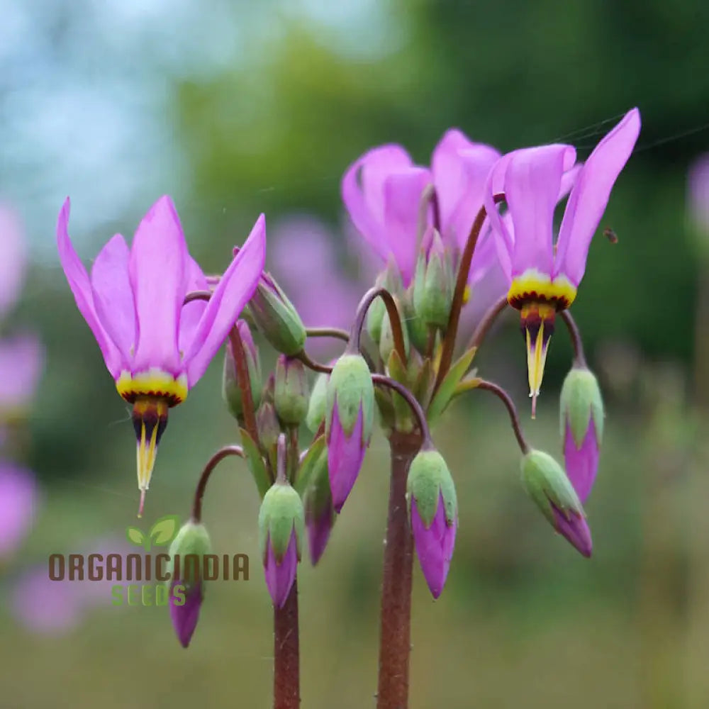 Dodecatheon Meadia Seeds For Planting Cultivating Elegant Blooms For Your Garden