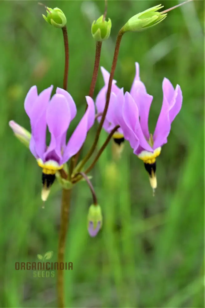 Dodecatheon Meadia Seeds For Planting Cultivating Elegant Blooms For Your Garden