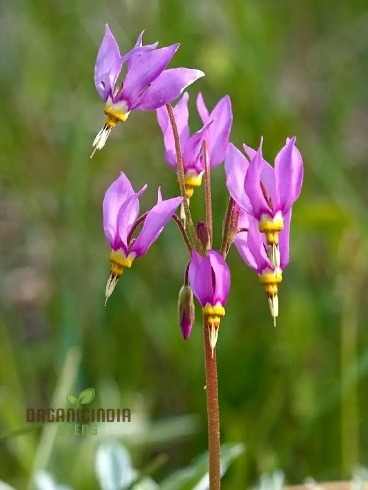 Dodecatheon Meadia Seeds For Planting Cultivating Elegant Blooms For Your Garden